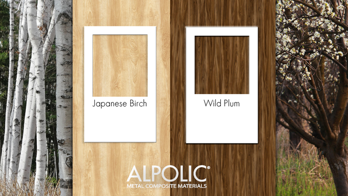Japanese-Birch-Wild-Plum